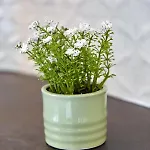 Garsoniera Alegria Solid House Apartment *