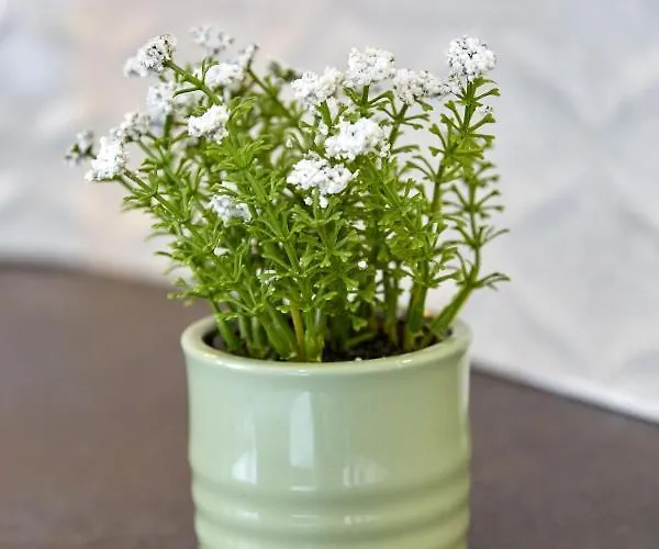 Garsoniera Alegria Solid House アパート *